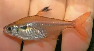 Hyphessobrycon khardinae