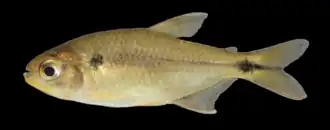 Hyphessobrycon langeanii