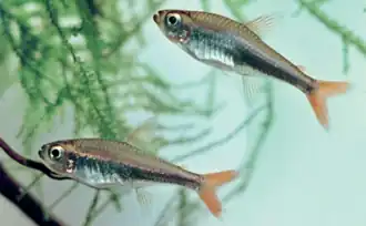 Hyphessobrycon loretoensis