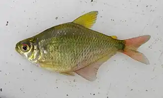 Hyphessobrycon meridionalis