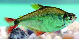 Hyphessobrycon nicolasi