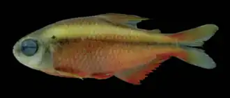 Hyphessobrycon notidanos