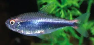 Hyphessobrycon peruvianus