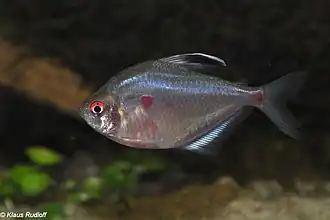 Hyphessobrycon socolofi