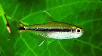 Hyphessobrycon stegemanni