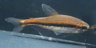 Hyphessobrycon vilmae