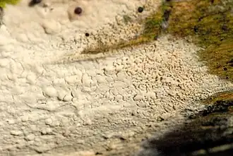 Kransbekerharskorstje