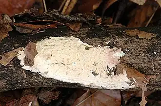 Witte vlierschorszwam