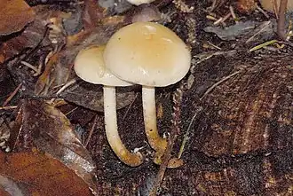 Vleeskleurige vaalhoed