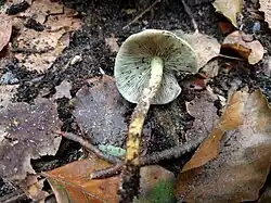 Het gewone zwavelkopje heeft ook gelijkenissen met het bundelmosklokje