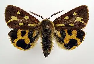 Hyphoraia aulica
