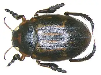 Hyphydrus distinctus