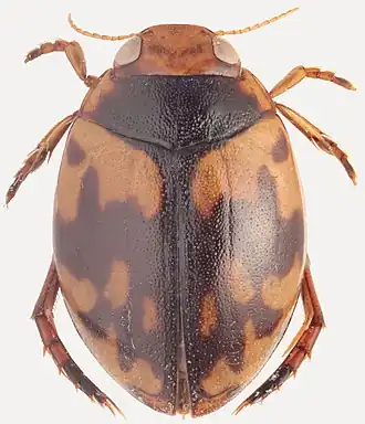 Hyphydrus pictus