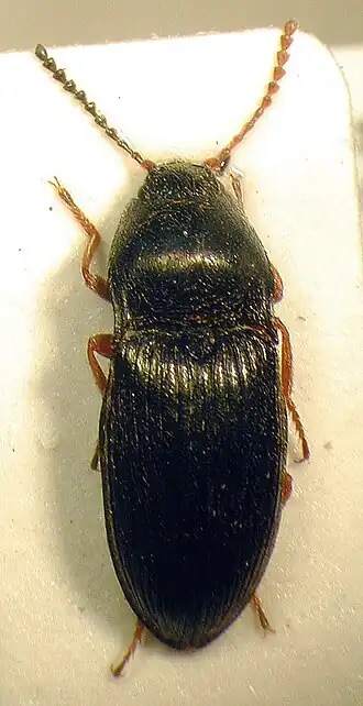 Hypnoidus riparius