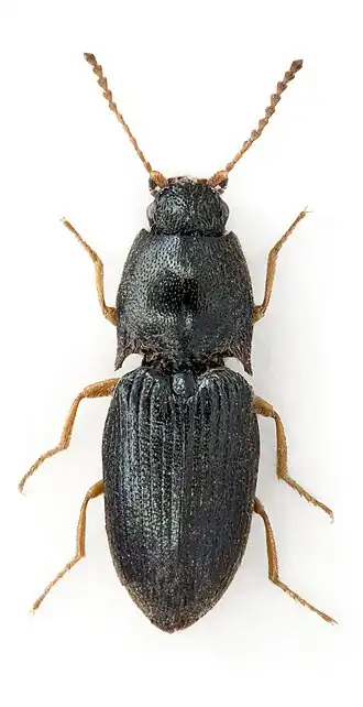 Hypnoidus rivularius