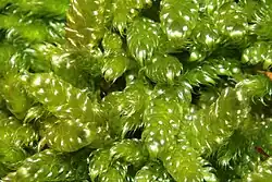 Klauwtjesmos (Hypnum)