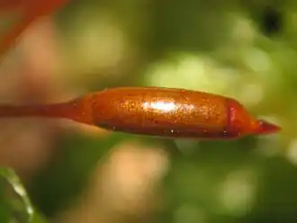 Gesnaveld klauwtjesmos (Hypnum cupressiforme), detail sporogoon.