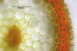 Dwarsdoorsnede van de stengel van Hypnum lindbergii met centrale cilinder