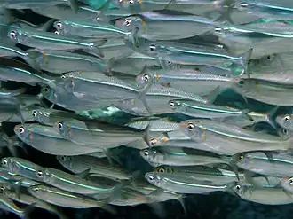 Hypoatherina barnesi