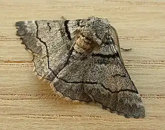 Hypobapta diffundens