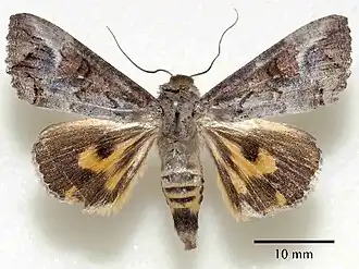 Hypocala australiae