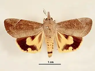 Hypocala guttiventris