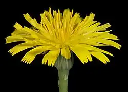 Bloemhoofdje met lintbloemen van gewoon biggenkruid