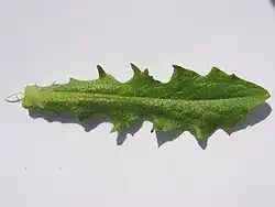 Het blad is ingesneden