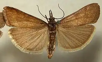 Hypochalcia lignella