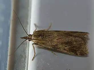 Hypochalcia propinquella