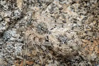 Hypochilus bernardino