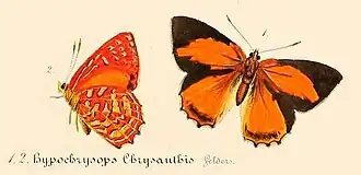 Hypochrysops chrysanthis