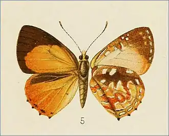 Hypochrysops wendisi