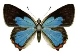 Hypochrysops delicia