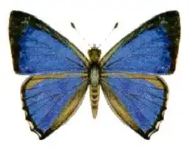 Hypochrysops digglesi