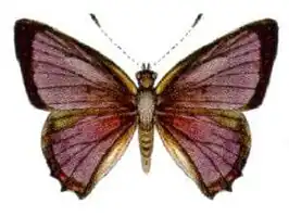 Hypochrysops epicurus