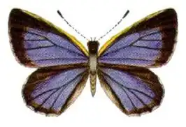 Hypochrysops ignita
