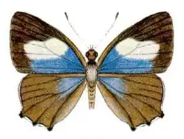 Hypochrysops polycletus