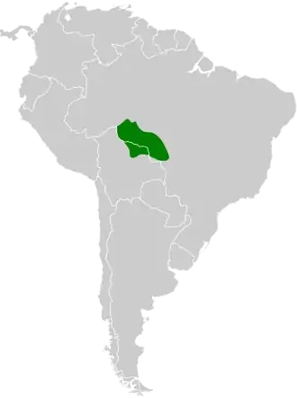 Rondoniaorpheusmierkruiper