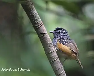 Manicoréorpheusmierkruiper