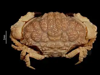 Hypocolpus pararugosus