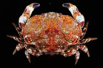 Hypocolpus perfectus