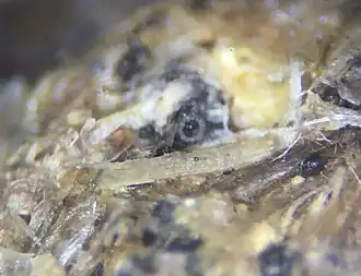 Gelijksporig mesturntje