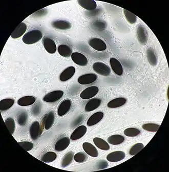 Gelijksporig mesturntje