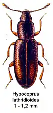 Hypocoprus latridioides