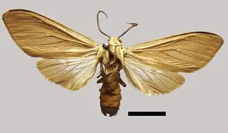 Hypocrisias fuscipennis