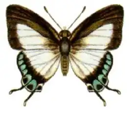 Hypolycaena danis