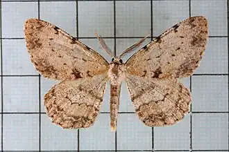 Boarmia nudicosta