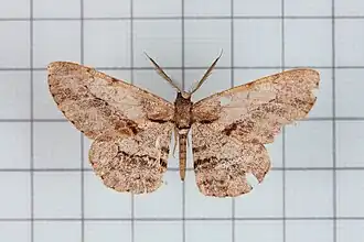 Boarmia obliquisigna