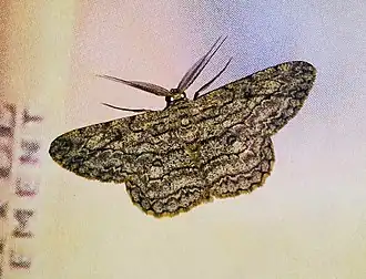 Hypomecis transcissa